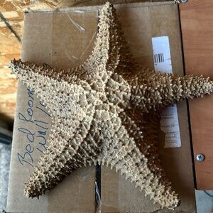 Natural Starfish Decor